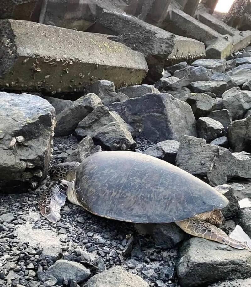 首頁 / 生活
綠蠵母龜擱淺消波塊間 七美島總動員救援送觀察
2025/5/4 13:01（5/4 13:55 更新）
一隻保育綠蠵母龜3日晚間被遊客發現擱淺七美西海岸消波塊間，遊客立即向民宿業者反映，並向岸巡等單位通報，展開海龜救援行動。（陳正達提供）