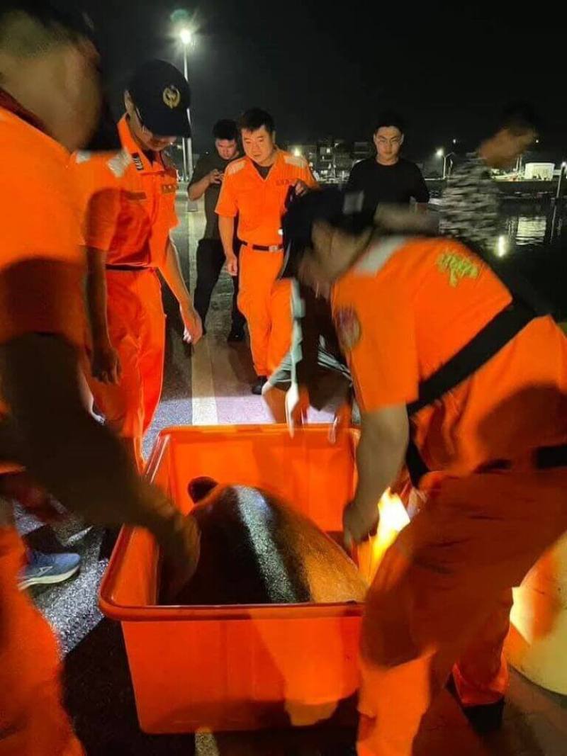 一隻保育綠蠵母龜3日晚間被遊客發現擱淺七美西海岸消波塊間，岸巡七美安檢所與民眾等合力將海龜救上岸，安置在大水桶內，4日上午由專船送往水產試驗所澎湖海龜救護收容研究中心觀察。（陳正達提供）