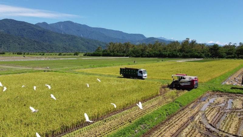 花蓮縣政府公告成立「東豐拾穗永安有機農業促進區」與「銀川有機農產品生產合作社有機農業促進區」。圖為玉里鎮東豐田區收割情形。（花蓮縣政府提供）