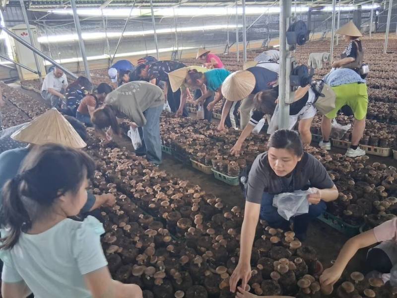 台中市新社區崑南社區發展協會3日舉辦「農村食農教育體驗活動」，以社區特色農產香菇等作為主題，導覽民眾參觀香菇栽培園，並親自體驗採收過程。（台中市農業局提供）