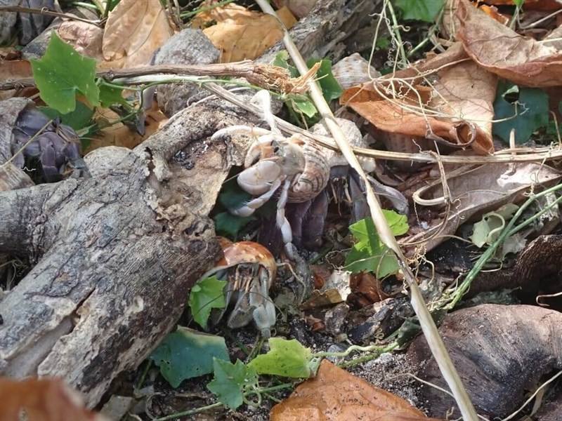 The land hermit crab Coenobita rugosus. Photo courtesy of the National Academy of Marine Research
