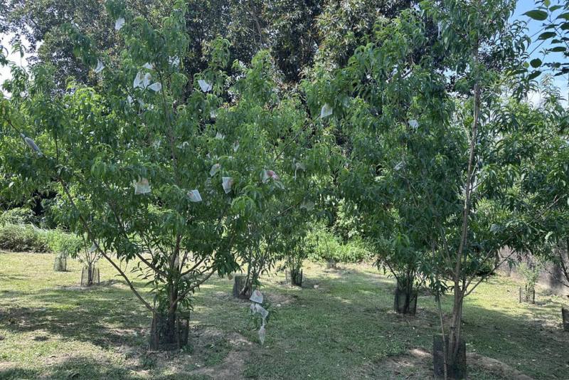 台南山上花園水道博物館約3年前在園區內種植平地水蜜桃，近日首度結果收成，為園區生態多樣性增添亮點。（台南市文化局提供）