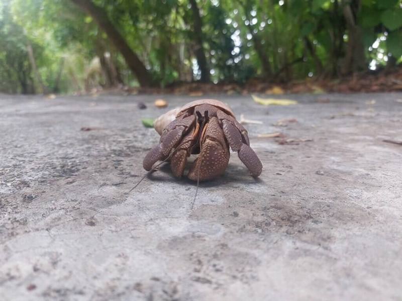 The land hermit crab Coenobita brevimanus. Photo courtesy of the National Academy of Marine Research