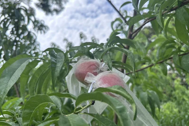台南山上花園水道博物館約3年前在園區內種植平地水蜜桃，近日首度結果收成，枝頭上出現許多果實。（台南市文化局提供）
