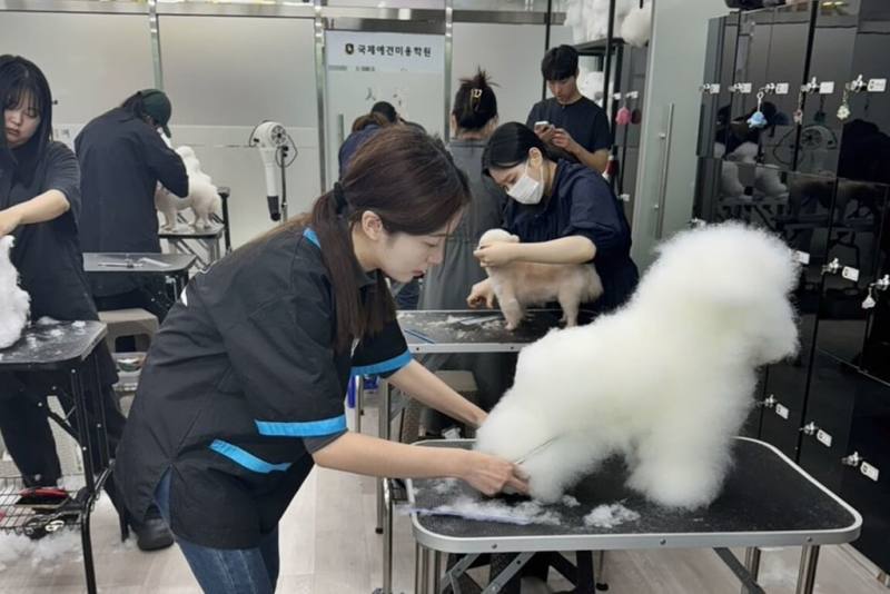 弘光科技大學動保系學生陳毓璇日前到韓國參加「2025年第4屆韓國寵物藝術文化美容大賽」，獲得A級賽第2名。（弘光科大提供）