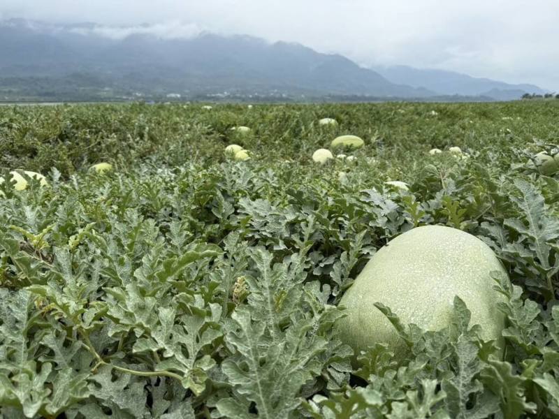 花蓮擁有優質自然環境，所產西瓜品質佳、甜度高，西瓜全年種植面積1600多公頃，堪稱全國面積之冠，114年受氣候低溫影響，產量預估較113年減少約1成，一期西瓜產量約2萬多公噸，玉里產區預計5月中旬開園上市。（花蓮縣政府提供）