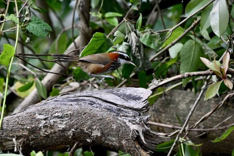 作為污水處理設施的台東縣關山鎮人工溼地，不僅具備淨化水質，還營造豐富多元生物棲地，成為吸引鳥類動物和水生植物樂園。（台東縣政府提供）
