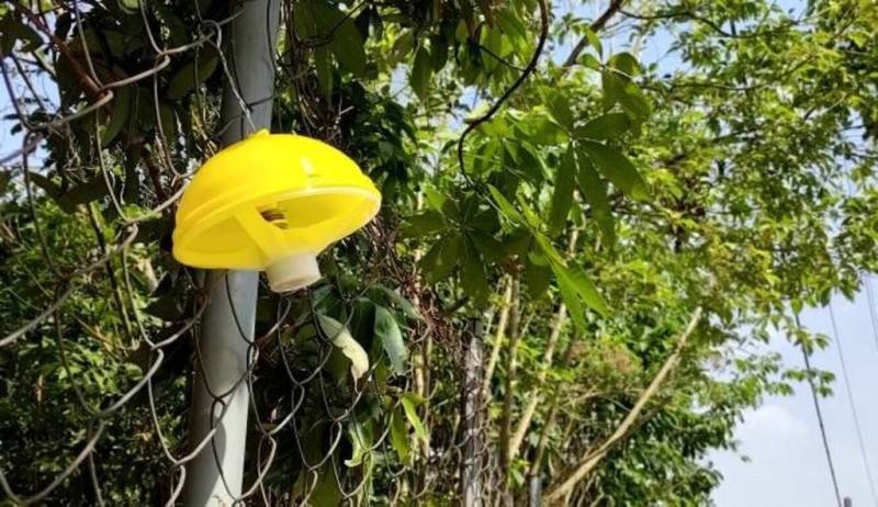 高雄市農業局為防範東方果實蠅危害，補助大樹、燕巢、大社以及六龜區等產區農會，於4月下旬果樹開花結果初期，陸續僱工將6900個果實蠅誘殺器，懸掛在產業道路旁公共區域，盼達到撲殺成蟲產下蟲卵效果，並降低化學農藥使用量。（高雄市政府農業局提供）