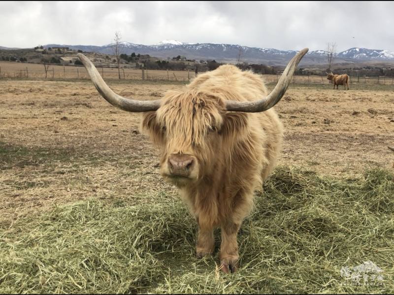 我家附近的蘇格蘭高地牛