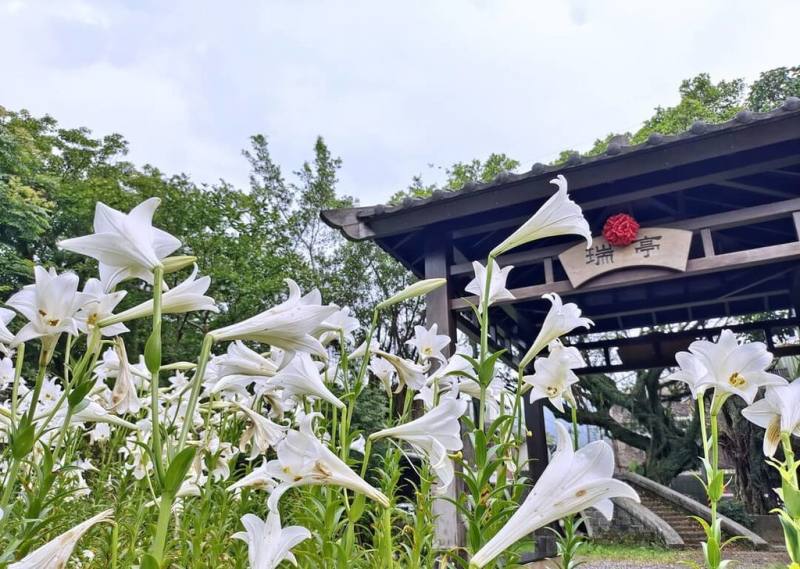 新北市瑞芳區瑞亭國小6日表示，校內鐵砲百合花海齊發（圖），學校集中復育，也作為生態教育的主題，校內的涼亭「瑞亭」前，近日盛開，一片雪白。（瑞亭國小教務主任劉員池提供）