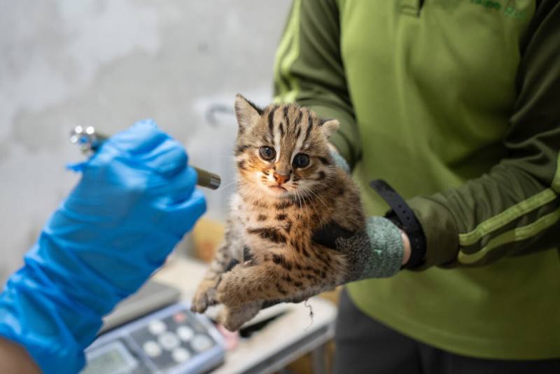 台北市立動物園表示，石虎媽「春捲」春天產下的2隻雌性石虎寶寶「雙姝捲」1個半月大了，邀請民眾7日起到10日，上臉書活動貼文留言命名，有機會角逐最終名字。（台北市立動物園提供）