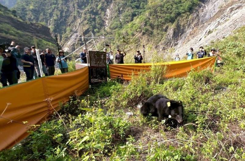 2024年10月曾一度受困屏東大武部落的台灣黑熊Tawmele經照護及野訓後，7日在族人祝福下野放，現場所有人員都為Tawmele能夠重返山林感到高興。（林業保育署屏東分署提供）