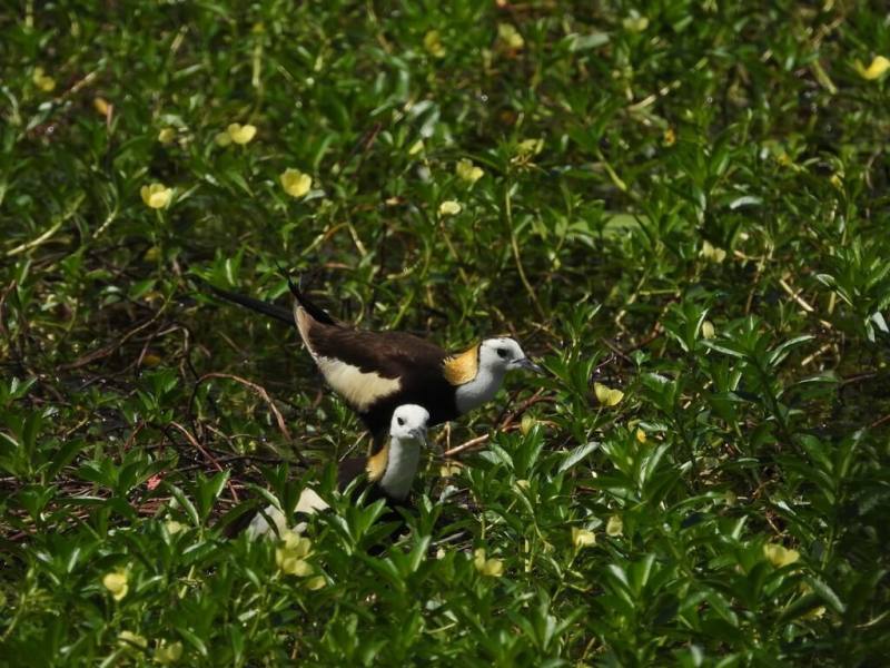 高雄市左營蓮池潭旁的洲仔濕地為第二級稀有保育鳥類「水雉」重要棲地，目前迎來水雉繁殖期，水雉們換上金黃繁殖羽，有金黃褐白羽色及長尾羽。（高雄市工務局提供）