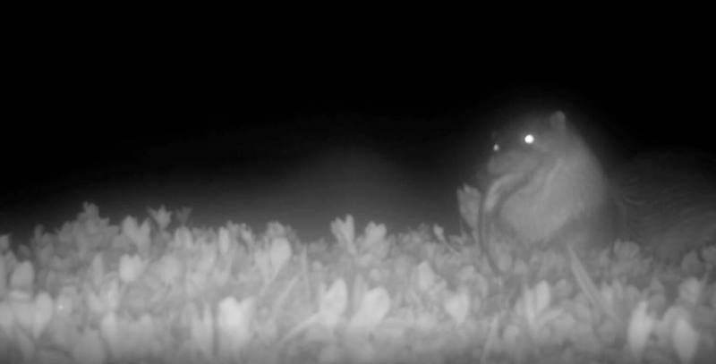 金門綠能生態教育園區生態池設有生態浮島，浮島上的紅外線自動相機自2024年底持續觀測到有歐亞水獺登島休息、進食。（金門縣野生動物救援暨保育協會提供）