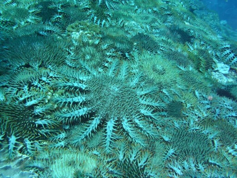 台灣珊瑚礁學會8日指出，東沙環礁正面臨棘冠海星大爆發衝擊，珊瑚正面臨嚴重的白化危機，圖為棘冠海星。（台灣珊瑚礁學會提供）