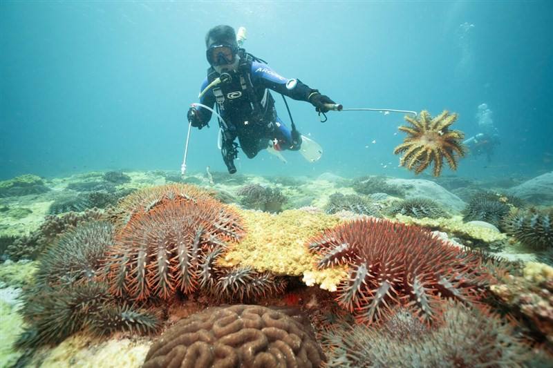 A volunteer diver clears out invasive crown-of-thorns starfishes from the waters around Taiwan's Pratas Islands National Park in this undated photo. Photo courtesy of the Taiwanese Coral Reef Society