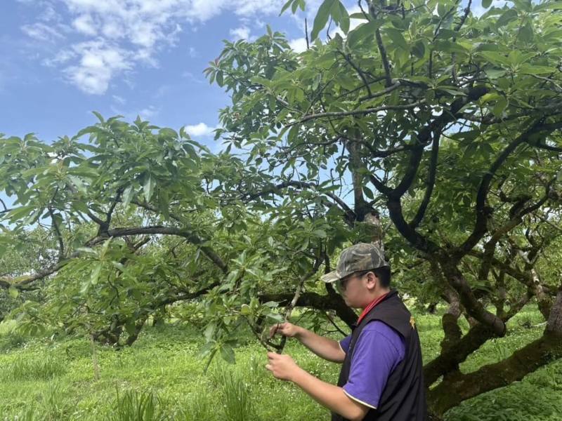 受3月中旬低溫影響，花蓮農民通報，壽豐鄉、鳳林鎮、瑞穗鄉酪梨及瑞穗鄉改良種芒果出現開花不著果、結果不良等遲發性災情，經縣府勘災小組現勘，確認損害程度達救助標準，將協助爭取現金救助。（花蓮縣政府提供）