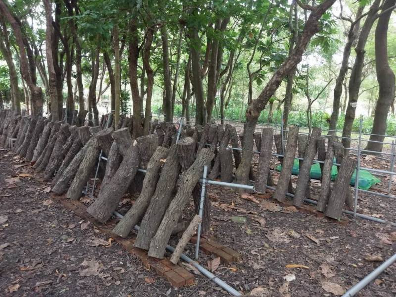 租用國有林地不只能種樹，也能從事林下經濟，如生產段木香菇（圖）、木耳、森林蜂產品、台灣金線連等。農業部林業及自然保育署南投分署9日在埔里工作站舉辦「林下經濟輔導計畫說明會」，協助國有林地承租人提升林地利用效益、拓展多元經營機會。（林業及自然保育署南投分署提供）