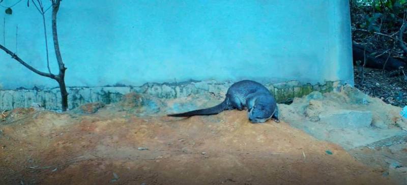 金門縣野生動物救援暨保育協會將與金門縣政府等單位合作舉辦歐亞水獺保育研討會，為目前僅於金門有較穩定族群的歐亞水獺發聲，倡導更多保育行動。（金門縣野生動物救援暨保育協會提供）