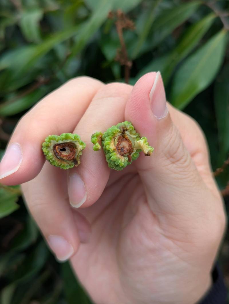 荔枝細蛾於荔枝幼果期鑽入果實蛀食種仁，應提早預防