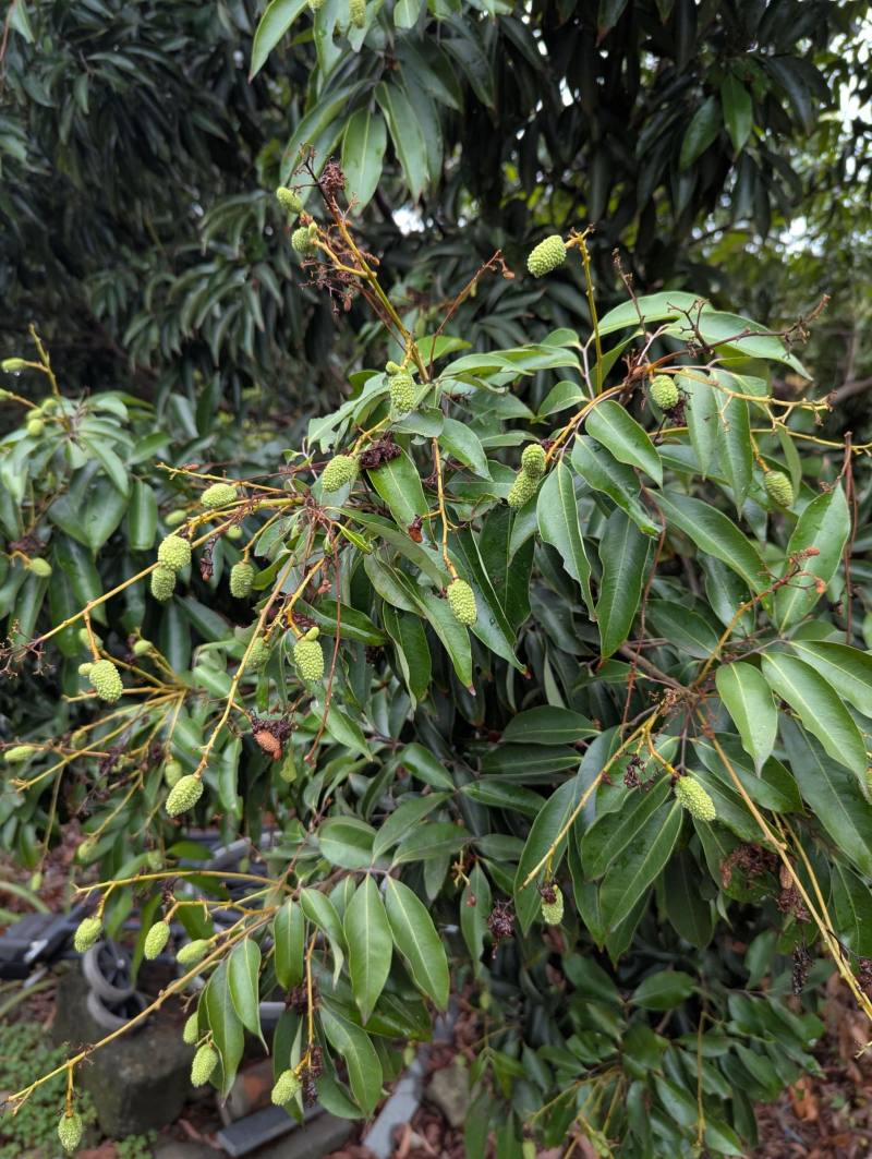 當荔枝果實發育至約1.5公分至2公分時，荔枝細蛾即會前來產卵為害，受害果會提早掉落，喪失商品價值