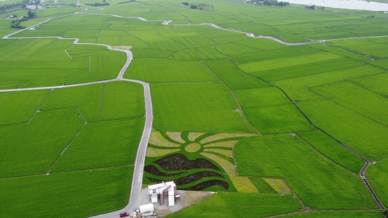 宜蘭縣冬山鄉「三奇美徑」觀光系列活動即日起開放遊客共賞彩繪稻田，透過栽植黃黑綠3種不同稻米，在約0.3公頃田間呈現太陽、龜山島及河川等意象。（冬山鄉公所提供）