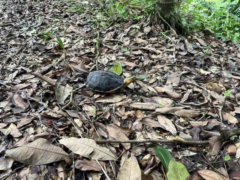 林業及自然保育署台中分署2025年擴大辦理「食蛇龜生態服務給付示範計畫」，指出2024年參與農友不僅採行友善農法，更透過鋪設枯枝落葉、設置淺水池與掛設巢箱等方式，營造適合食蛇龜等野生動物棲息環境。（台中分署提供）