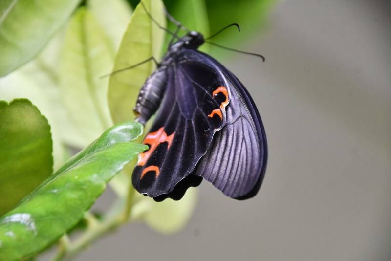 彰化縣政府11日在彰化市成功營區綠色環境學習營地舉辦「2025紫耀八卦—喜迎斑蝶到我家」活動，彰化市區雖下小雨，仍有紫斑蝶出沒。（彰化縣政府提供）