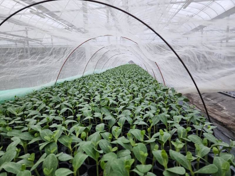 屏東縣佳冬鄉以嫁接西瓜聞名，當地雖少見西瓜田，但在石光見一帶有許多嫁接西瓜苗圃。（佳冬鄉公所提供）