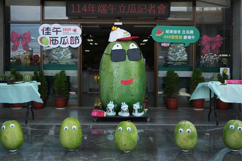 推廣西瓜產業文化，屏東縣佳冬鄉農會主辦「蛇來佳冬立瓜趣888發發發慶端午」端午立瓜祈福活動，12日上午10時開放報名後迅速額滿。圖為2025年立瓜活動主題「西瓜寶寶」。