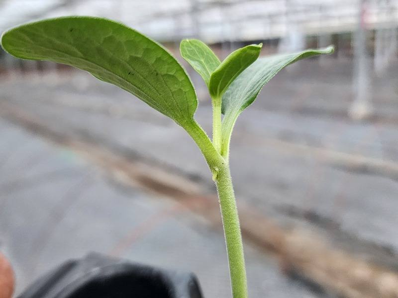 屏東縣佳冬鄉稱為西瓜原鄉，嫁接西瓜苗技術全台聞名，產量全台第一，農民大多以南瓜苗嫁接西瓜苗。（佳冬鄉公所提供）