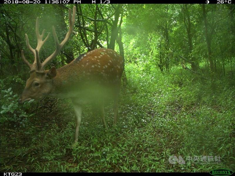 A sika deer. CNA file photo