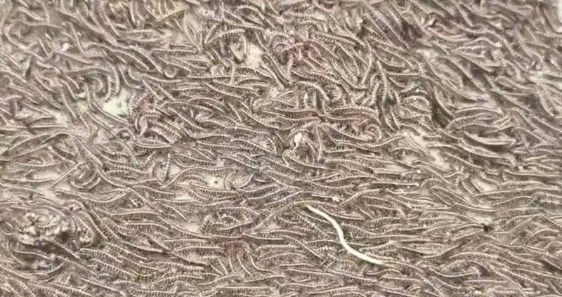 彰化縣福興鄉農民發現果園中出現上萬隻馬陸大軍，一群群馬陸在果園角落爬來爬去，陳姓農民表示，以前果園也曾出現馬陸，但數量沒那麼多。（民眾提供）