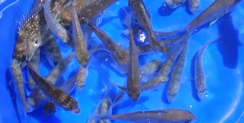 台電公司與澎湖縣政府響應國際生物多樣性日（5月22日），13日聯手在龍門等海域放流魚苗，盼達到豐裕海洋資源目標