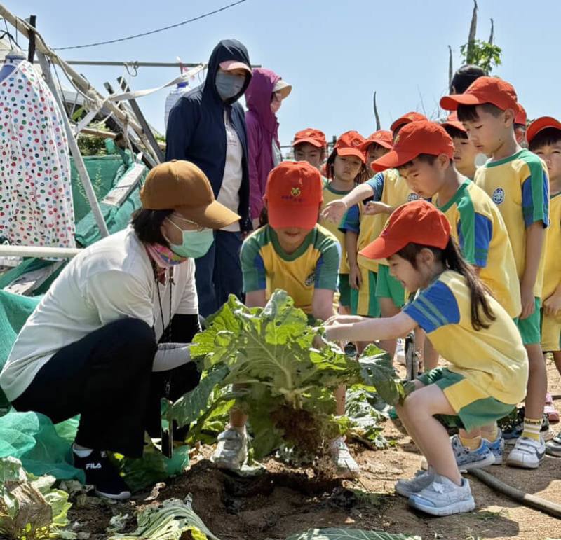 澎湖湖西鄉立幼兒園的小朋友，14日變成小農民下田採收高麗菜與洋蔥，實地體驗菜農耕作的辛苦，蔡姓菜農還提供炸番薯給小朋友品嚐，感受田園的樂趣，每位小朋友收獲滿滿。（澎湖湖西鄉公所提供）