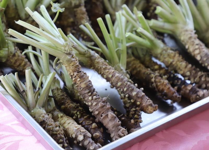 阿里山山葵原本海拔2200公尺區域栽種，在原民會、嘉義縣政府、農業部農業試驗所等單位共同努力下，逐步將山葵種植區域遷移至海拔1200至1500公尺樂野一帶，已有收成。