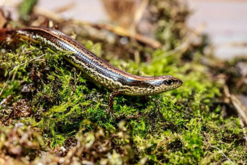 台灣師範大學發布新聞稿指出，近日將新發現的特有種蜥蜴命名為「呂賴氏蜓蜥」。（研究團隊王宇德攝影，台師大提供）