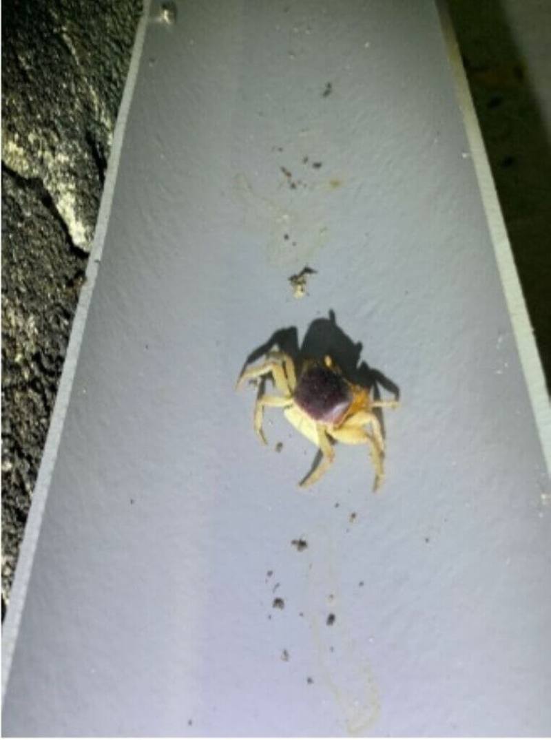 農業部生物多樣性研究所在綠島進行防止陸蟹路殺的研究計畫，利用水管和涵洞引導，成功減少陸蟹於繁殖期間的道路死亡事件，顯著降低陸蟹路殺率，成果發表於國際知名期刊「Global Ecology and Conservation」。（生多所提供）