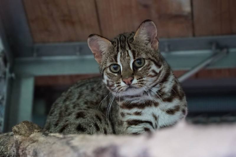 台北市立動物園邀民眾為石虎媽「春捲」所誕下2隻雌性石虎寶寶「雙姝捲」正式命名，15日在臉書揭曉結果，將分別取名為「捲心蛋」與「捲心糕」。（台北市立動物園提供）
