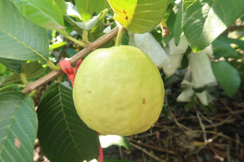 新型套袋果實轉色良好無日燒問題