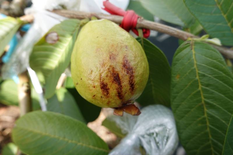 番石榴果實日燒受害情形