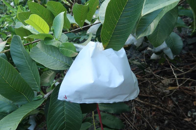 防日燒新型套袋使用情形