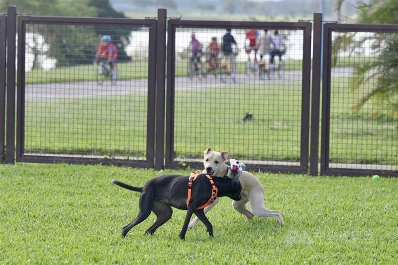 圖為狗狗在台北市美堤狗活動區玩耍。（中央社檔案照片）
