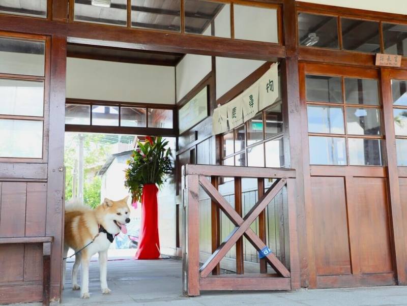 農業部林業及自然保育署阿里山林業鐵路及文化資產管理處整修有50年歷史的鹿麻產車站，17日車站重新開放，秋田犬「波吉」擔任實習站長迎接旅客。（嘉義縣政府提供）