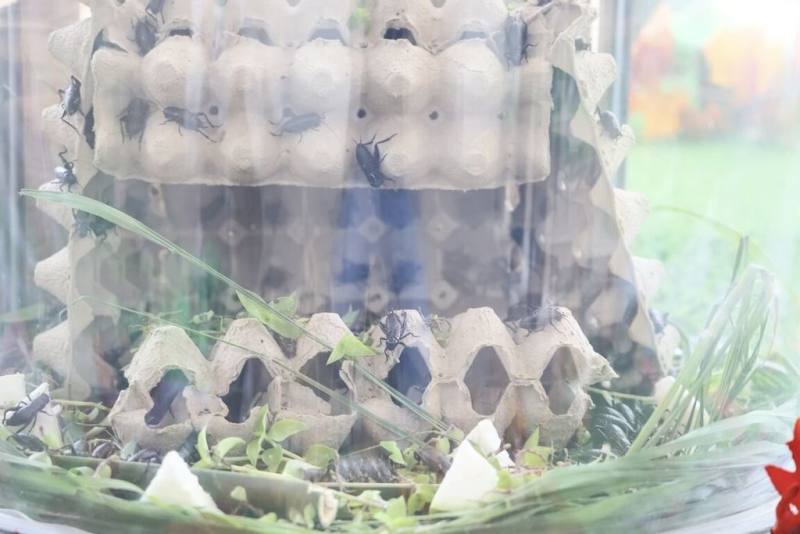 台南市新化虎頭埤風景區蟋蟀生態館經整修轉型為親子環教生態館，17日重啟亮相，以「蟋蟀」為核心主題，呈現蟋蟀成長歷程。（台南市政府提供）