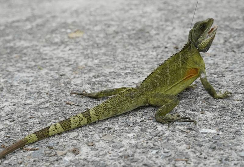 新北市八里區農民17日在竹筍園中發現體型比貓還大的物種，疑為綠水龍（圖）或綠鬣蜥。農業局表示，農民若發現綠鬣蜥或綠水龍可通報1999，將派專人前往調查並移除。（新北市農業局提供）