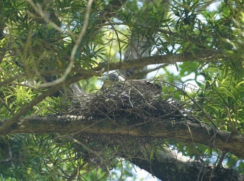 時序入夏，眾鳥繁衍，台南山上花園水道博物館鳥兒築巢，連黑冠麻鷺也現身羅漢松林育雛，成為博物館林間季節限定景觀。（台南山上花園水道博物館提供）