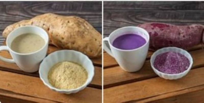 農業部農業試驗所與國立嘉義大學食品科學系共同研發推出「益生菌甘藷粉」，選用台農57號（左）及73號（右）甘藷，搭配嘉大團隊精選的複合益生菌，是具膳食纖維及花青素等機能性的創新甘藷加工品。（農試所提供）