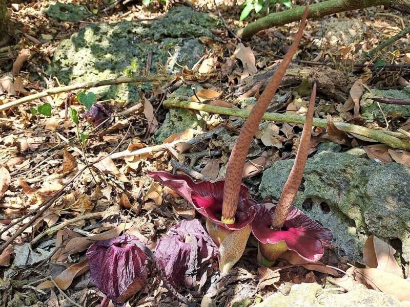 壽山國家自然公園的台灣魔芋及密毛魔芋，皆為台灣特有種，內政部國家公園署國家自然公園管理處日前啟動巡守計畫，對魔芋開花結果熱點進行巡守與觀測，並邀民間團體加入。（內政部國家公園署國家自然公園管理處提供）