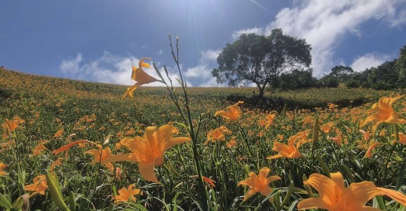 台東知本山區天山農場的金針花目前花開7成，將延續到7月，接著由太麻里金針花接續登場